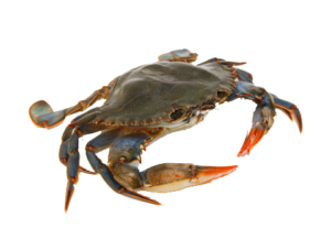 crab